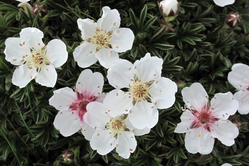 Potentilla nitida
